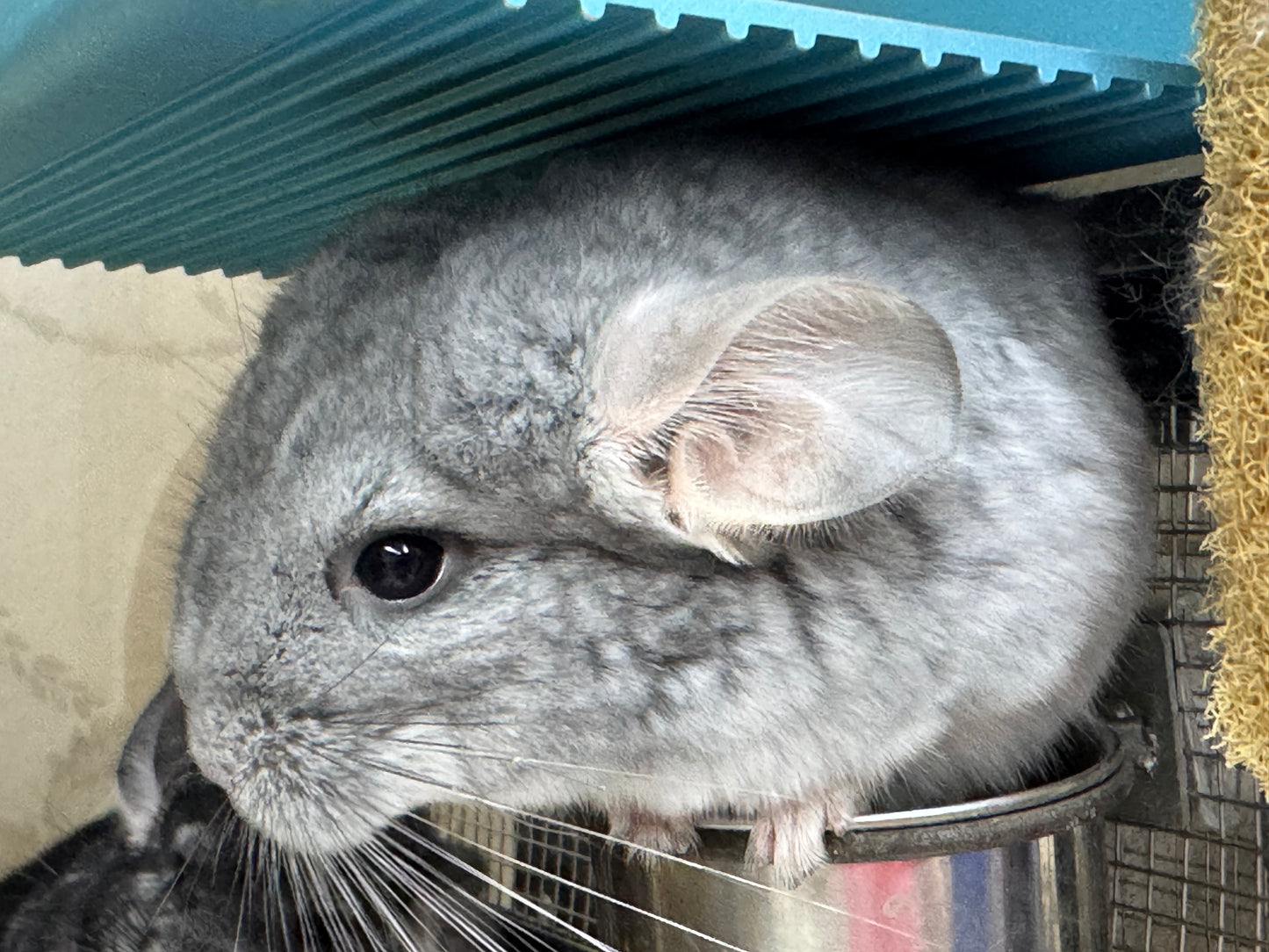 Chinchillas: S17 Blue Diamond male chinchilla for sale (USA lineage)