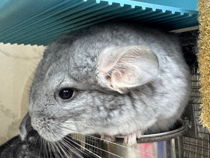 Chinchillas: S17 Blue Diamond male chinchilla for sale (USA lineage)