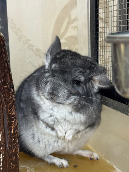 Chinchillas: S023 Standard male chinchilla for sale (Reserve Grand Show Champion USA lineage)