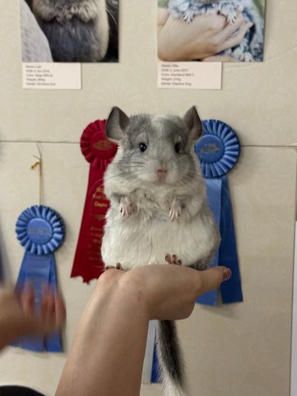 Chinchillas: R029 Mosaic (beautiful markings) male chinchilla for sale (USA lineage)