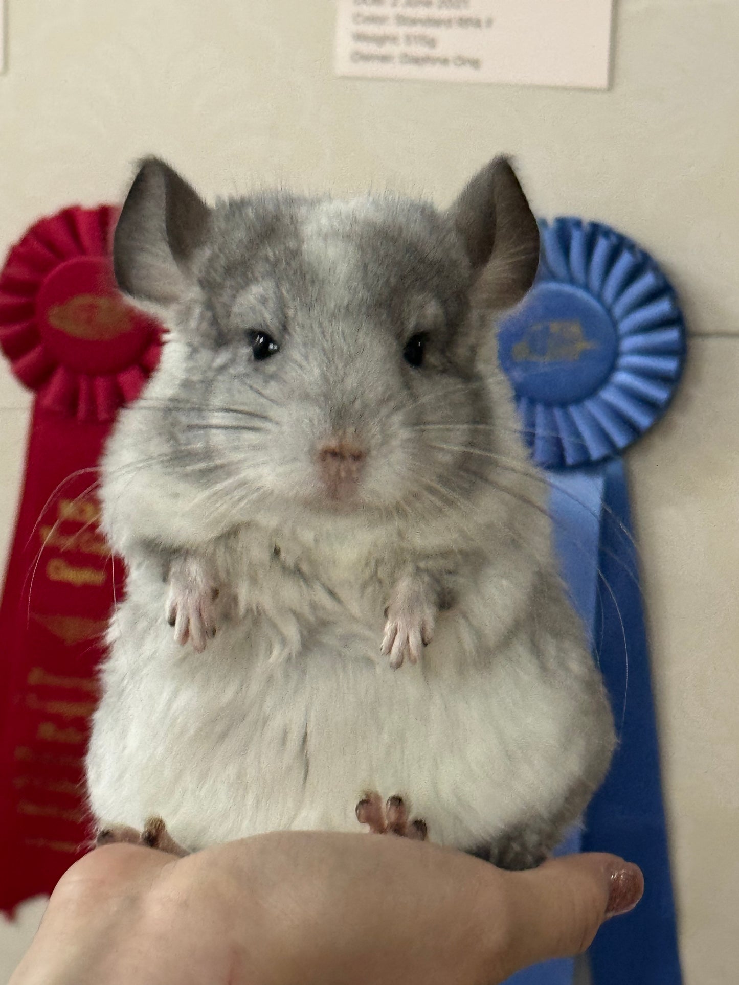 Chinchillas: R029 Mosaic (beautiful markings) male chinchilla for sale (USA lineage)