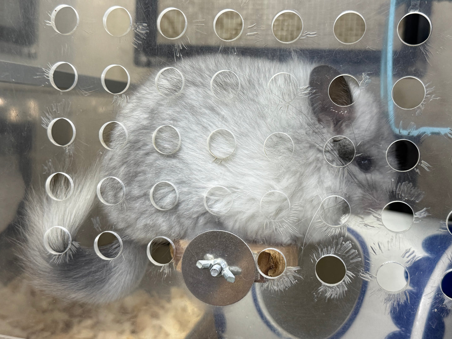 Chinchillas: S026 Mosaic RPA (angora) male chinchilla for sale (USA CCCU lineage)