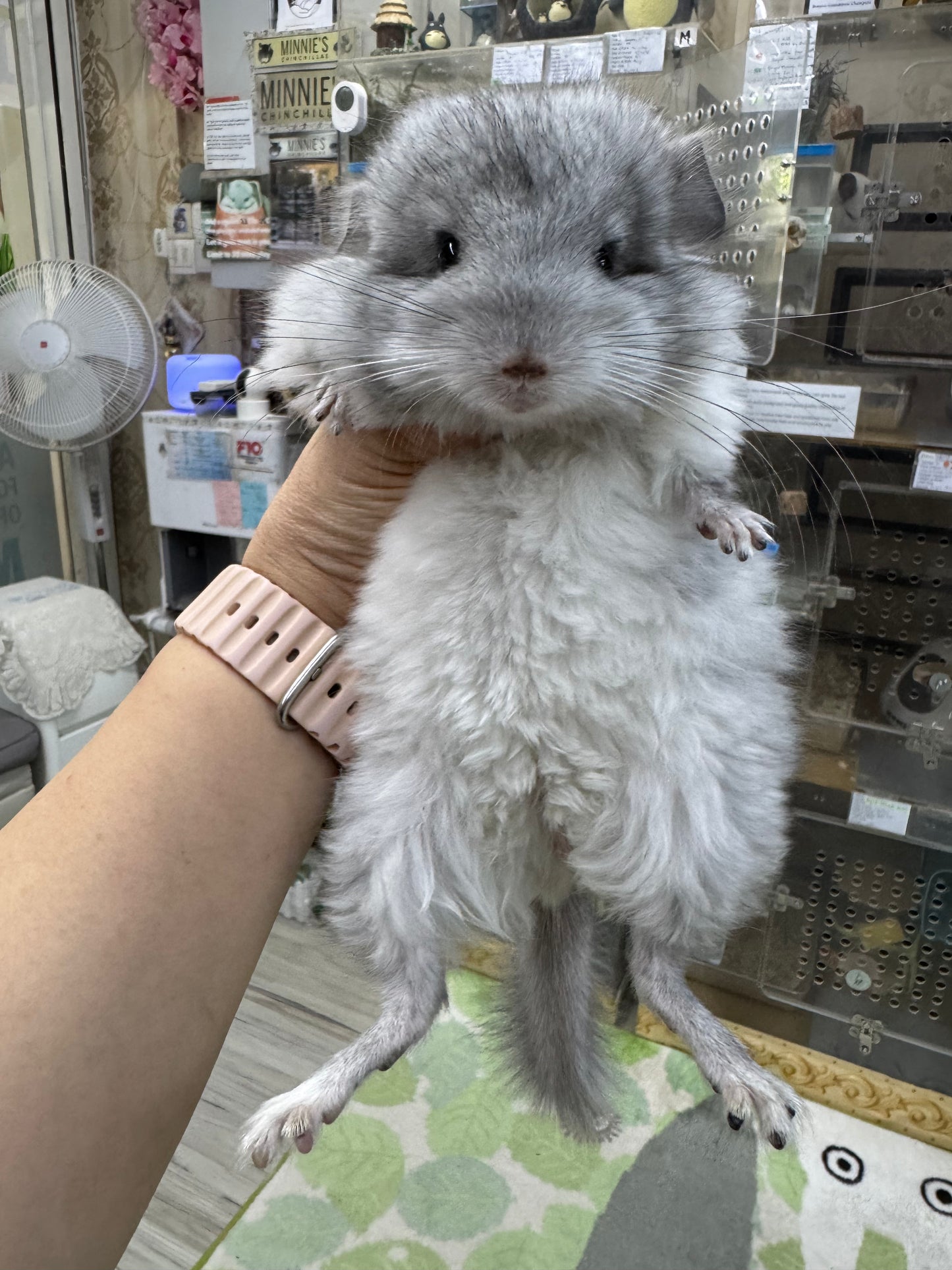 Chinchillas: S026 Mosaic RPA (angora) male chinchilla for sale (USA CCCU lineage)