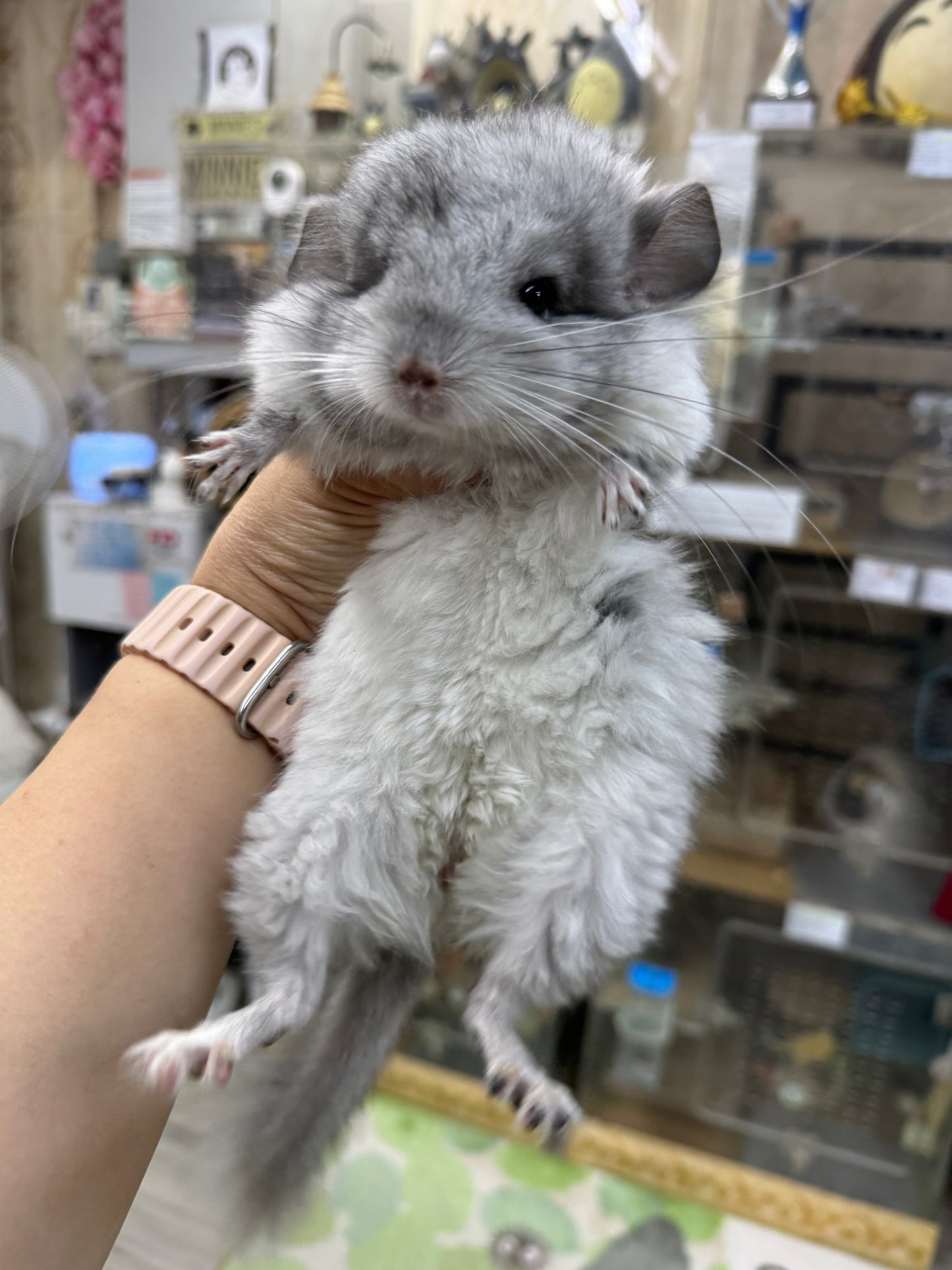 Chinchillas: S026 Mosaic RPA (angora) male chinchilla for sale (USA CCCU lineage)