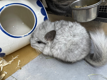 Chinchillas: S026 Mosaic RPA (angora) male chinchilla for sale (USA CCCU lineage)