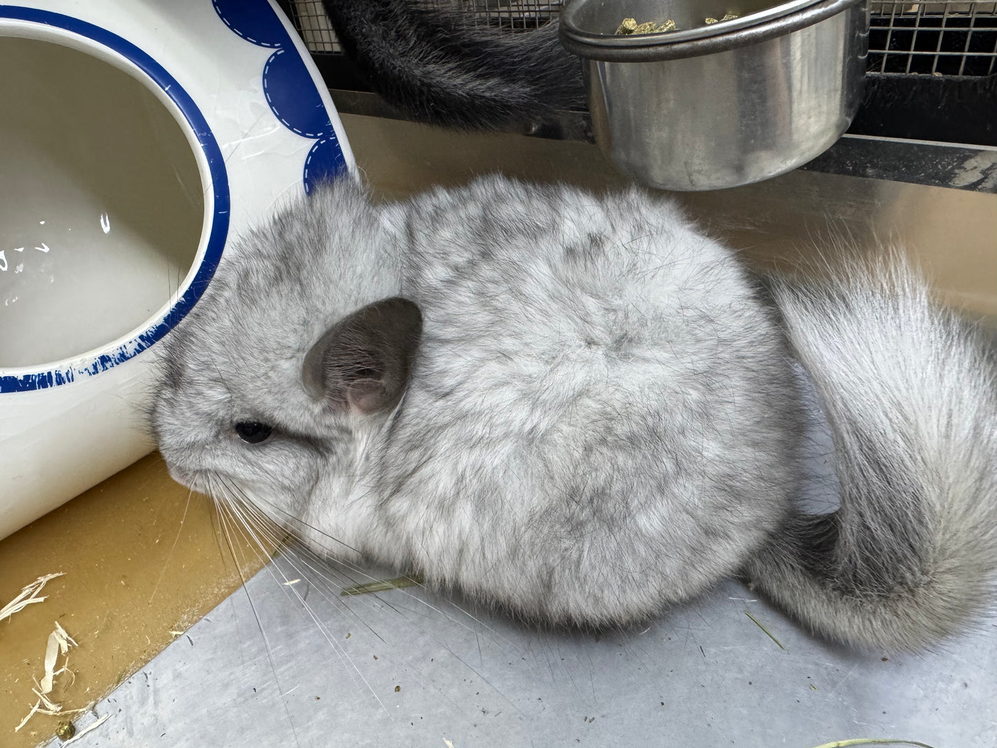 Chinchillas: S026 Mosaic RPA (angora) male chinchilla for sale (USA CCCU lineage)