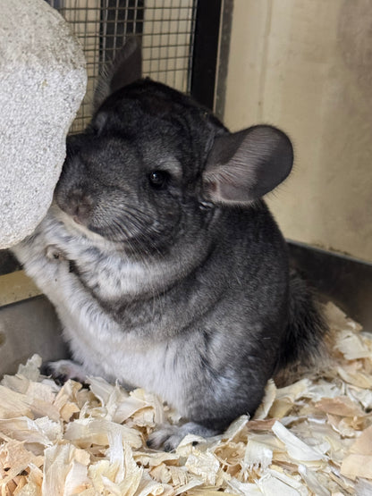 Chinchillas: S024 Standard female chinchilla for sale (USA lineage)