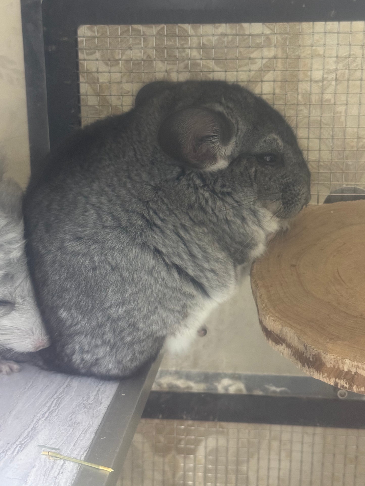 Chinchillas: S022 Standard female chinchilla for sale (Reserve Grand Show Champion USA lineage)