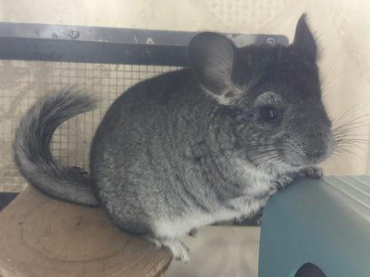 Chinchillas: S022 Standard female chinchilla for sale (Reserve Grand Show Champion USA lineage)