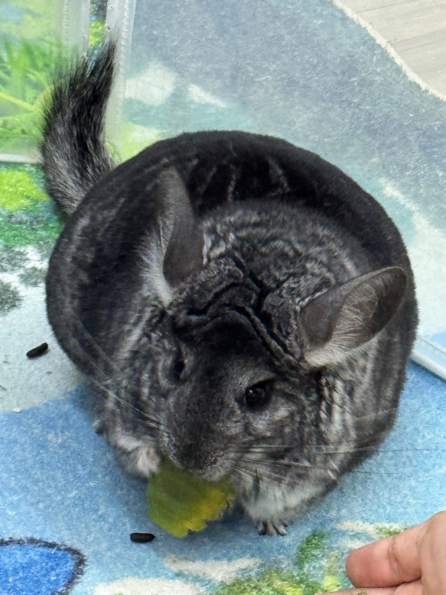 Chinchillas: R21
🏆Res Class Champion🏆 Standard female chinchilla for sale