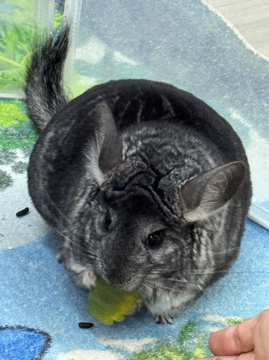 Chinchillas: R21
🏆Res Class Champion🏆 Standard female chinchilla for sale