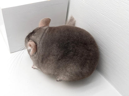 Chinchillas: N503 Dark Beige female chinchilla for sale with Section Champion ribbon