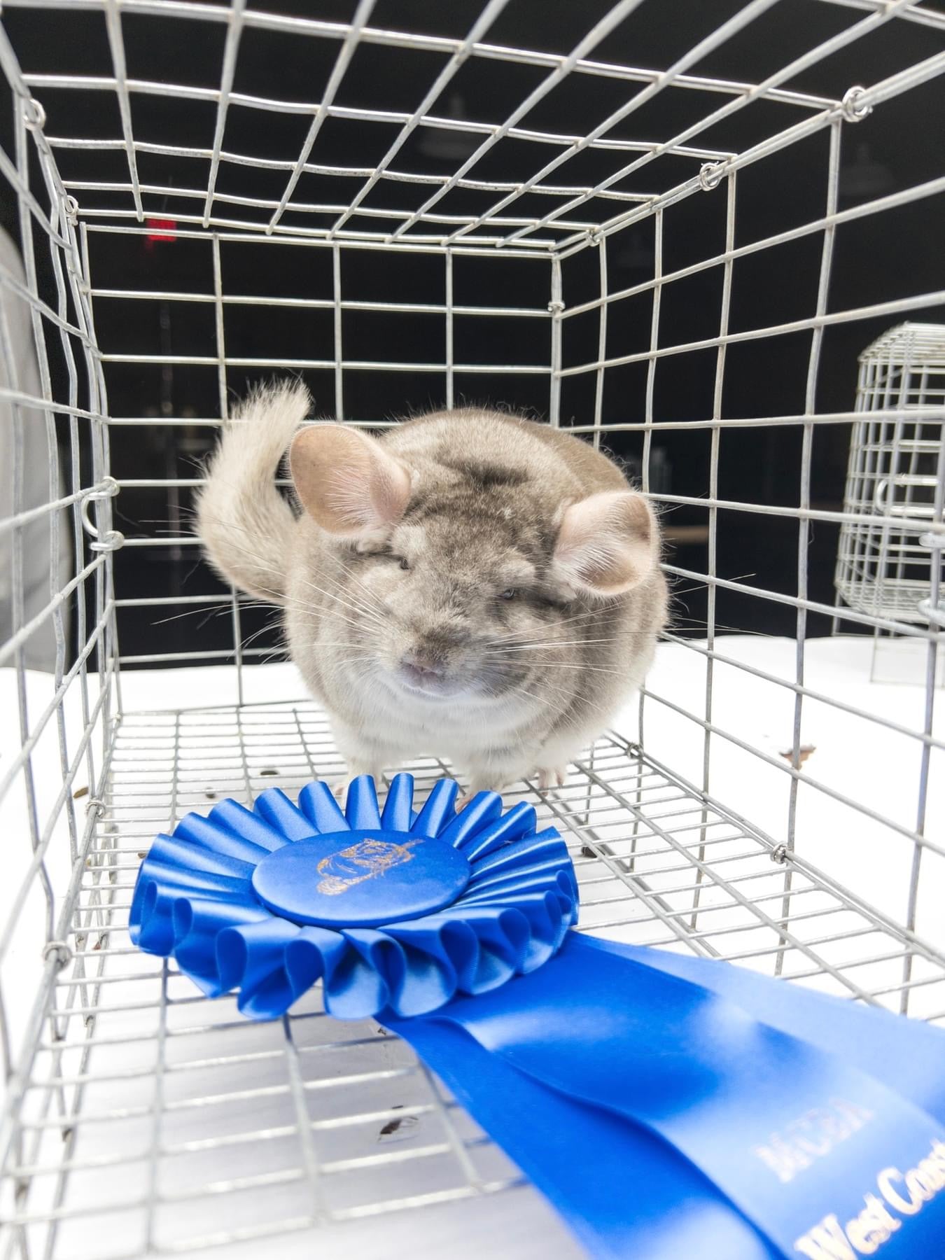 Chinchillas: N503 Dark Beige female chinchilla for sale with Section Champion ribbon