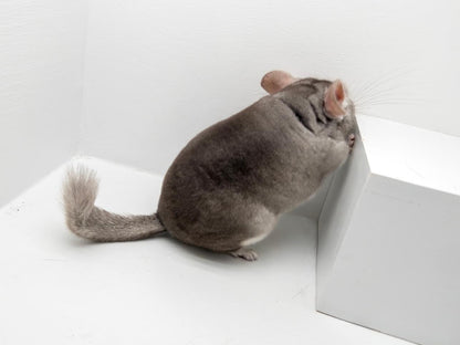 Chinchillas: N503 Dark Beige female chinchilla for sale with Section Champion ribbon