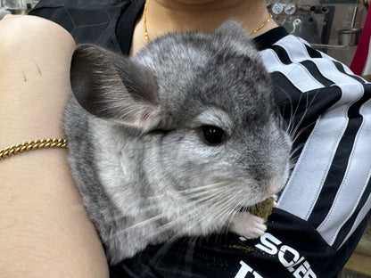 Chinchillas: T006 Mosaic male chinchilla for sale (USA Master Breeder’s lineage)