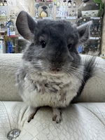 Chinchillas: R014 Violet male chinchilla for sale