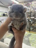 Chinchillas: R034 Violet RPA female for sale (big size genes)