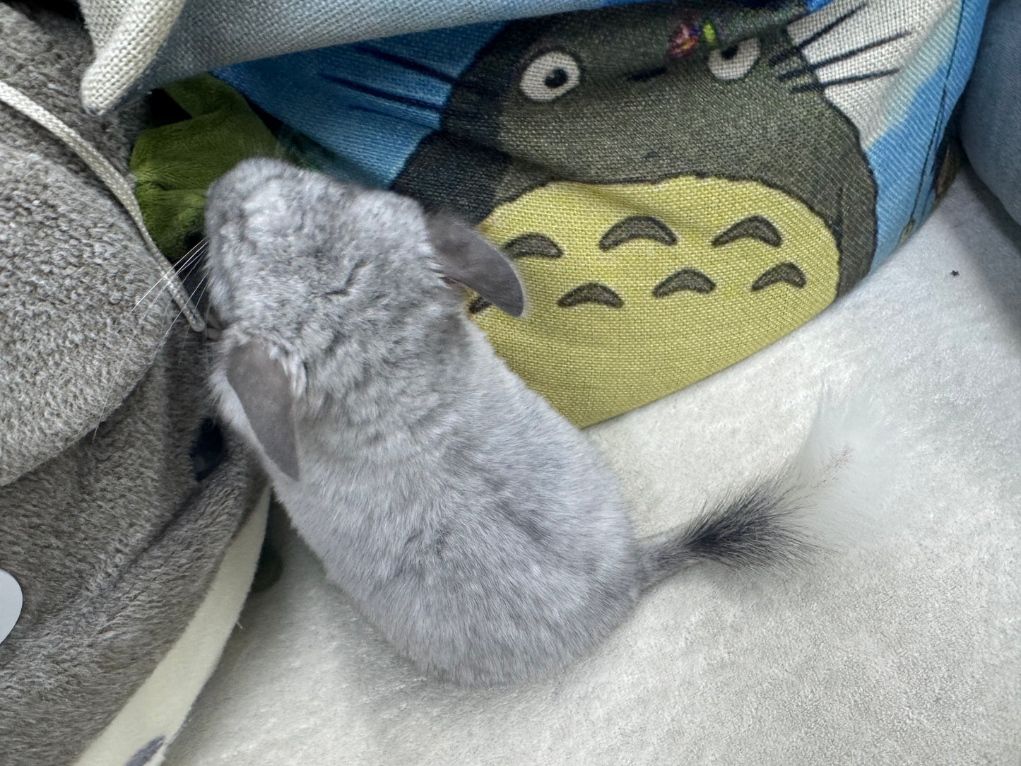 Chinchillas: S031 Mosaic RPAC (Angora Carrier) male chinchilla  (USA lineage)