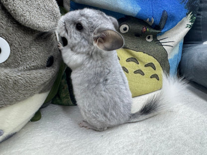 Chinchillas: S031 Mosaic RPAC (Angora Carrier) male chinchilla  (USA lineage)