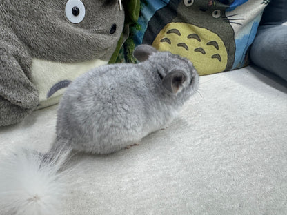Chinchillas: S031 Mosaic RPAC (Angora Carrier) male chinchilla  (USA lineage)