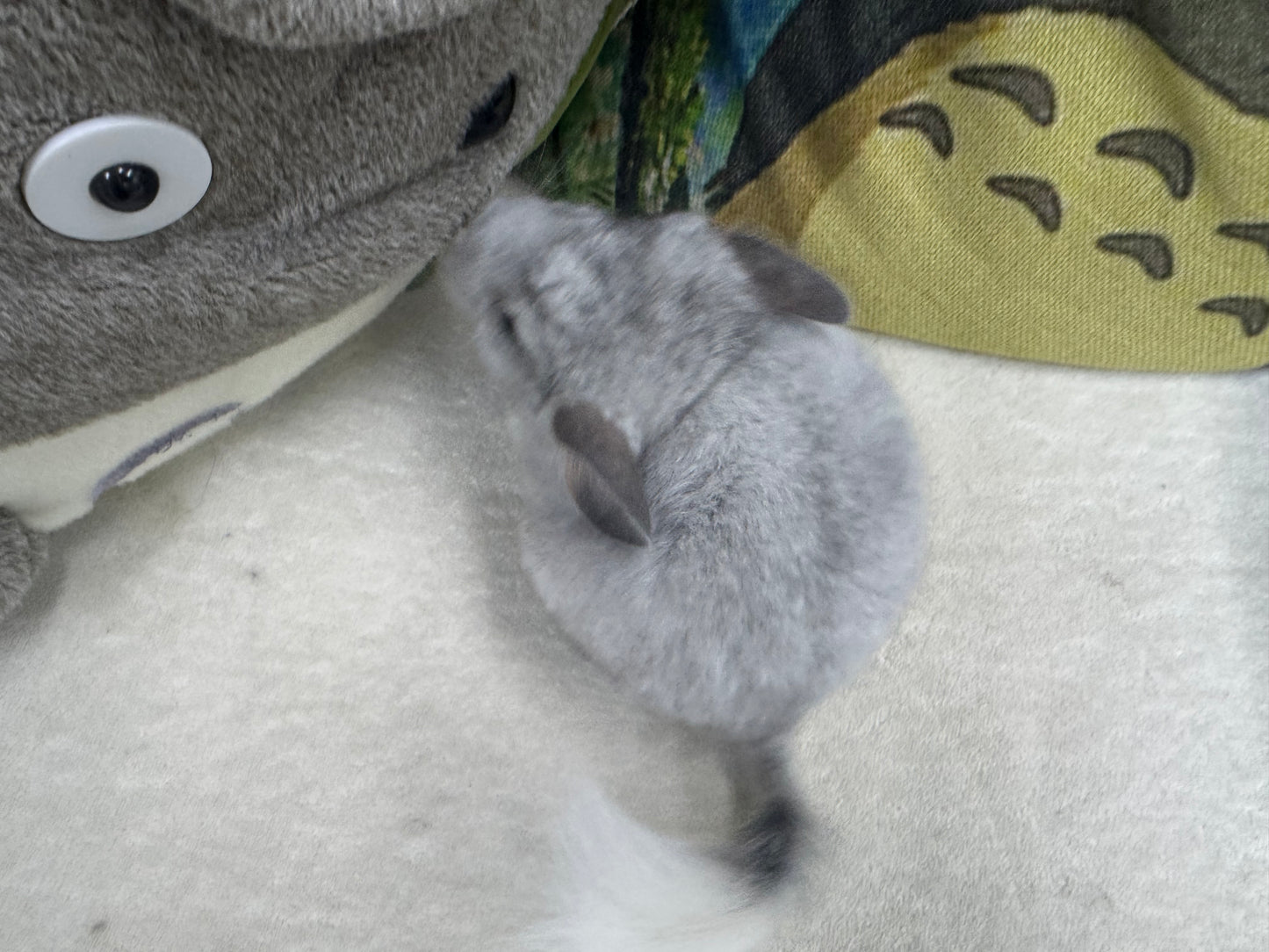 Chinchillas: S031 Mosaic RPAC (Angora Carrier) male chinchilla  (USA lineage)