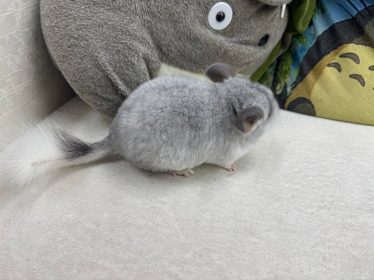 Chinchillas: S031 Mosaic RPAC (Angora Carrier) male chinchilla  (USA lineage)