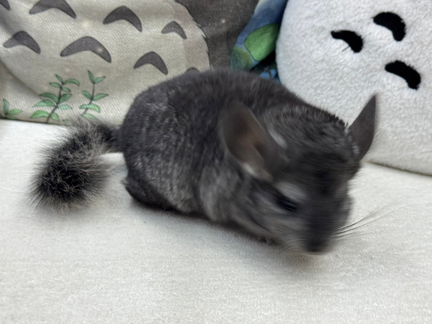 Chinchillas: S034 Ebony  male RPAC (Angora Carrier) chinchilla for sale
