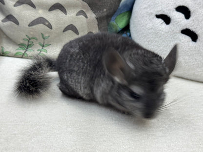 Chinchillas: S034 Ebony  male RPAC (Angora Carrier) chinchilla for sale
