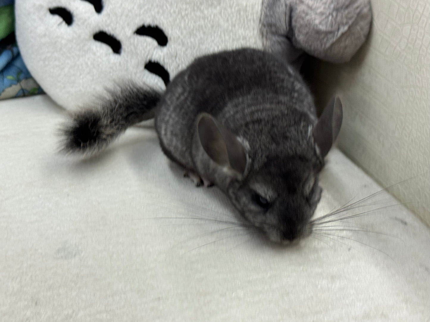 Chinchillas: S034 Ebony  male RPAC (Angora Carrier) chinchilla for sale