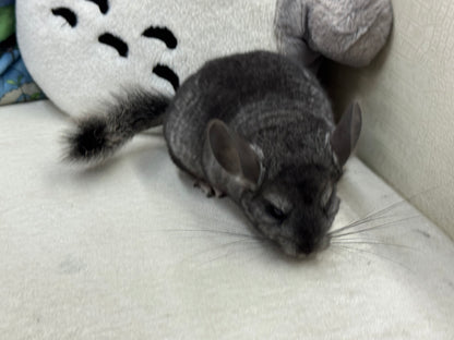 Chinchillas: S034 Ebony  male RPAC (Angora Carrier) chinchilla for sale