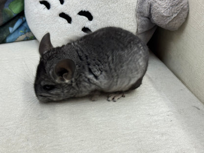 Chinchillas: S034 Ebony  male RPAC (Angora Carrier) chinchilla for sale