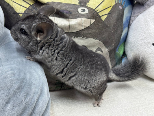 Chinchillas: S034 Ebony  male RPAC (Angora Carrier) chinchilla for sale