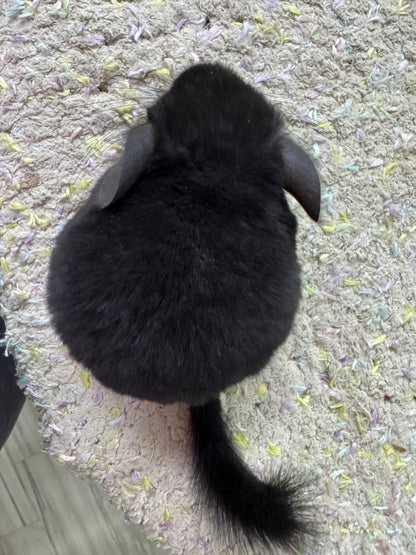 Chinchillas: S033 Dark Ebony RPAC (Angora Carrier) female chinchilla for sale