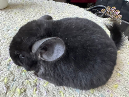 Chinchillas: S033 Dark Ebony RPAC (Angora Carrier) female chinchilla for sale