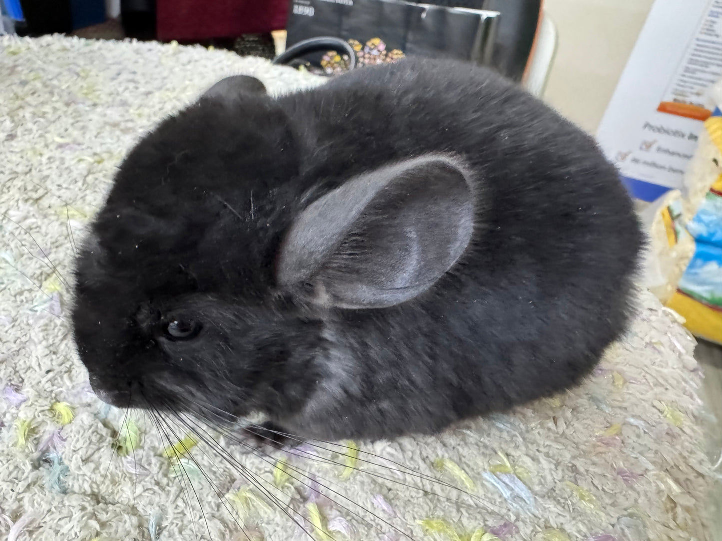Chinchillas: S033 Dark Ebony RPAC (Angora Carrier) female chinchilla for sale