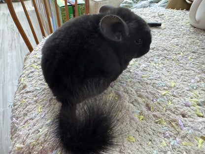Chinchillas: S033 Dark Ebony RPAC (Angora Carrier) female chinchilla for sale