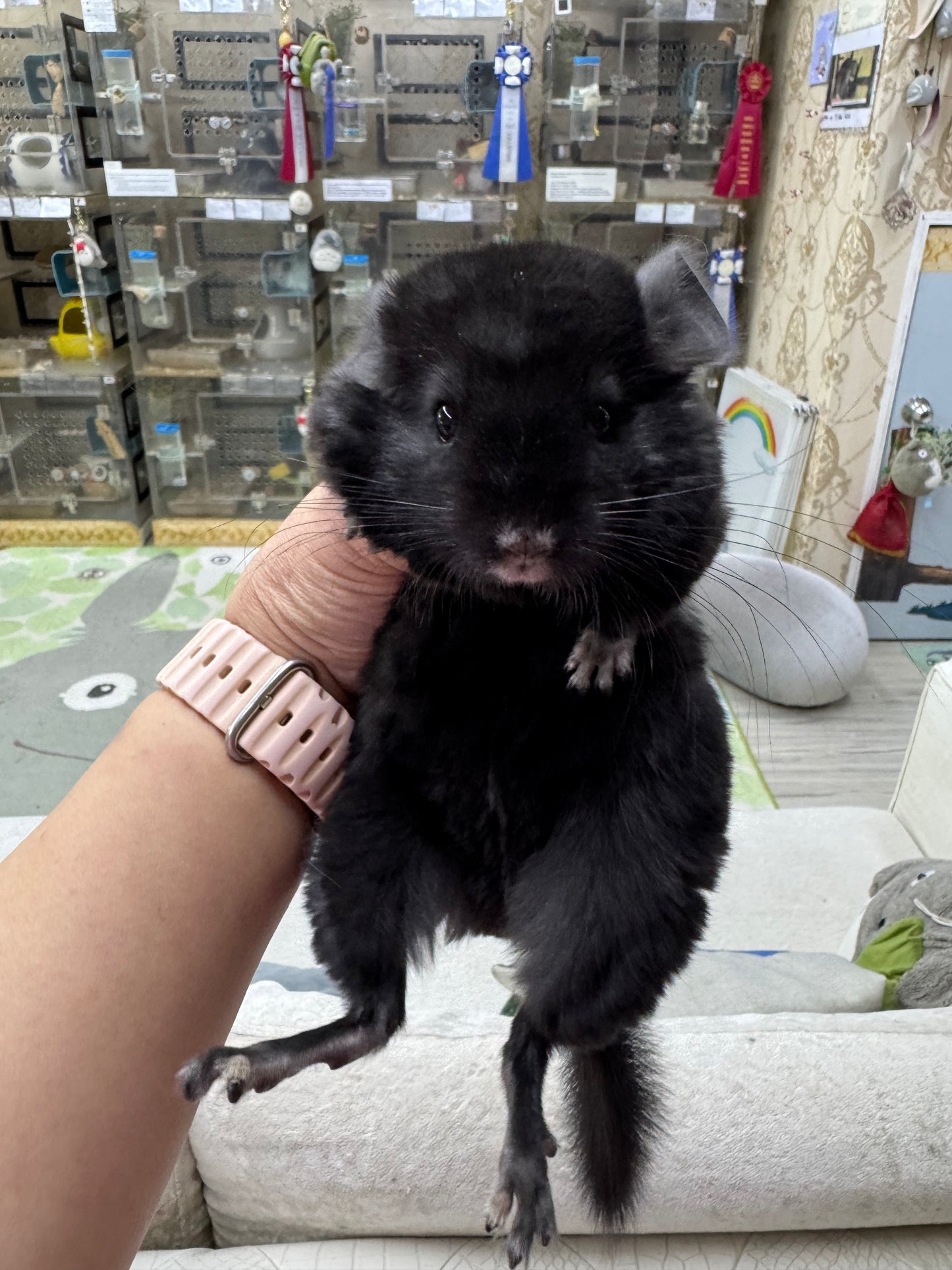 Chinchillas: S033 Dark Ebony RPAC (Angora Carrier) female chinchilla for sale