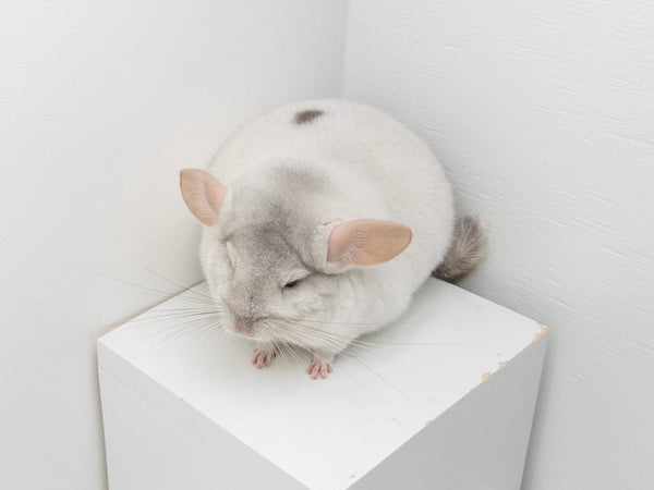 Chinchillas: P201 Pink White female chinchilla for sale 🥇 1st Place Ribbon (1A)- WA 2023 
**Still very young with a lot of room for improvement**
