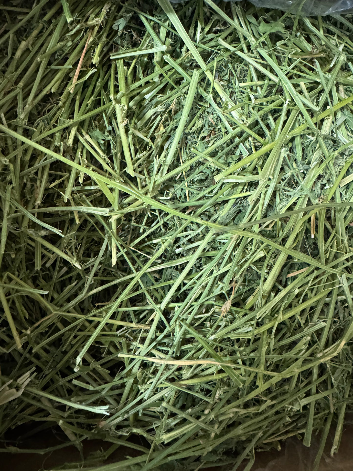 Freshay Timothy Hay from USA