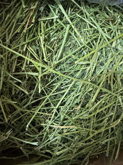 Freshay Timothy Hay from USA