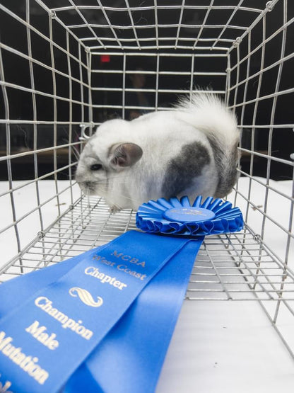 Chinchillas: N445 Mosaic male chinchilla for sale 🏆 Section Champion - WA 2023 🏆