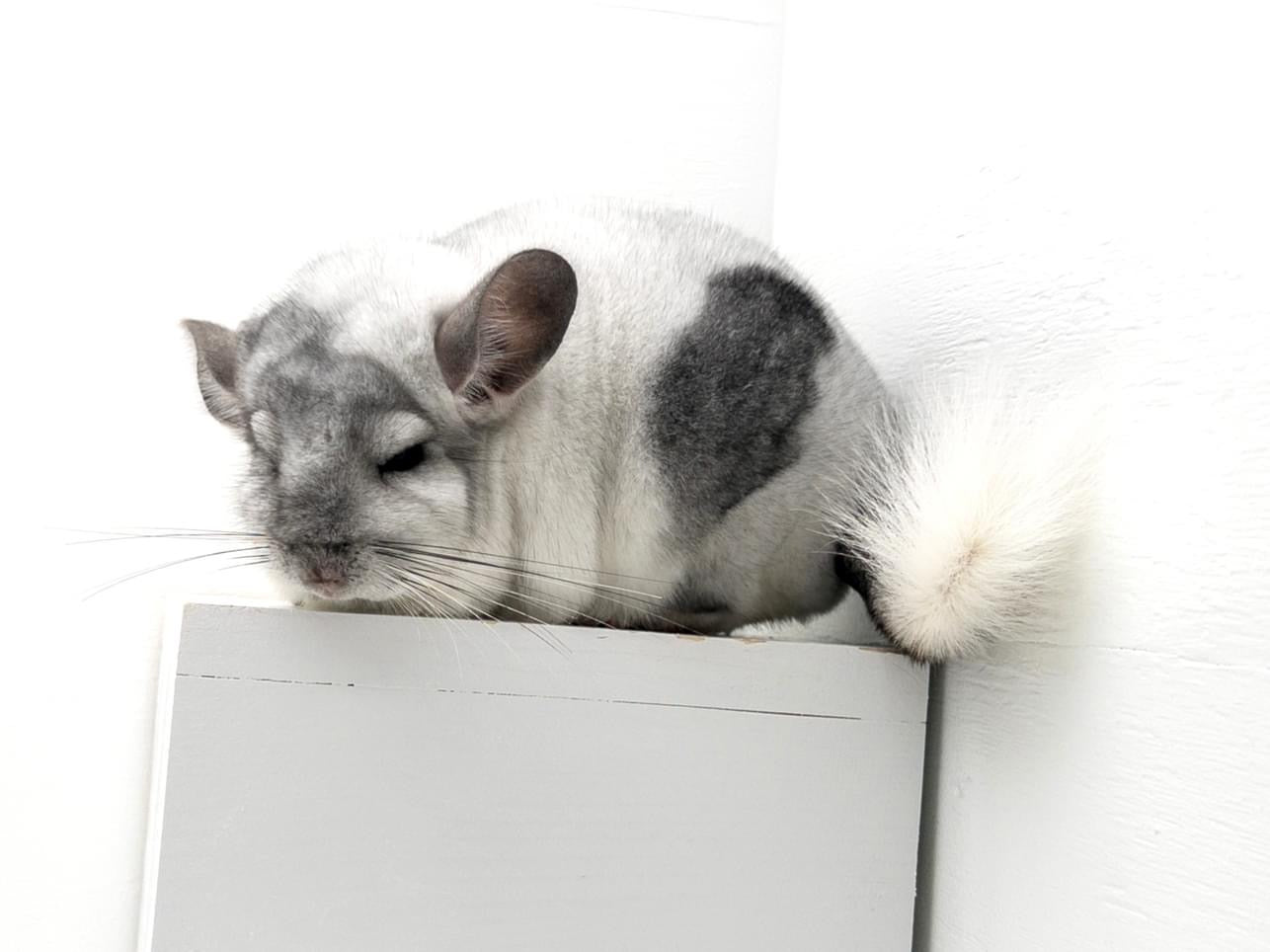 Chinchillas: N445 Mosaic male chinchilla for sale 🏆 Section Champion - WA 2023 🏆