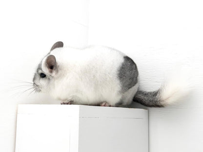 Chinchillas: N445 Mosaic male chinchilla for sale 🏆 Section Champion - WA 2023 🏆