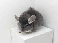 Chinchillas: N477 Violet male chinchilla for sale 🏆 Res Section Champion - WA 2023 🏆