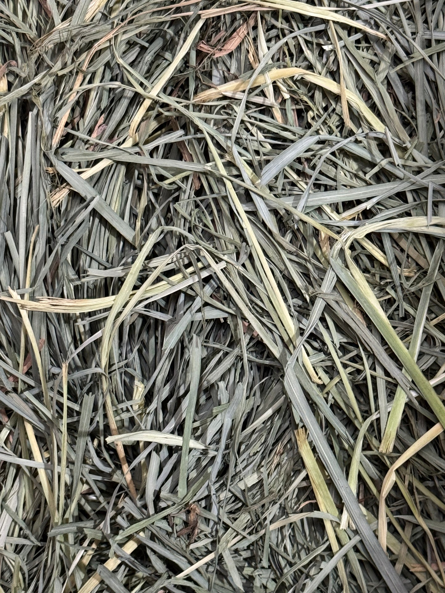 USA Orchard Grass 200g