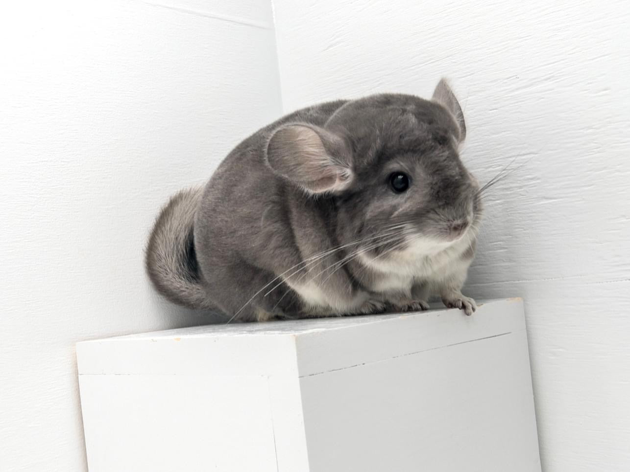 Chinchillas: P15 Violet female chinchilla for sale🥇 1st Place Ribbon - WA 2023 🥇