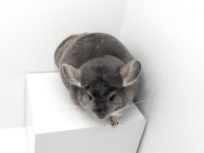 Chinchillas: P15 Violet female chinchilla for sale🥇 1st Place Ribbon - WA 2023 🥇