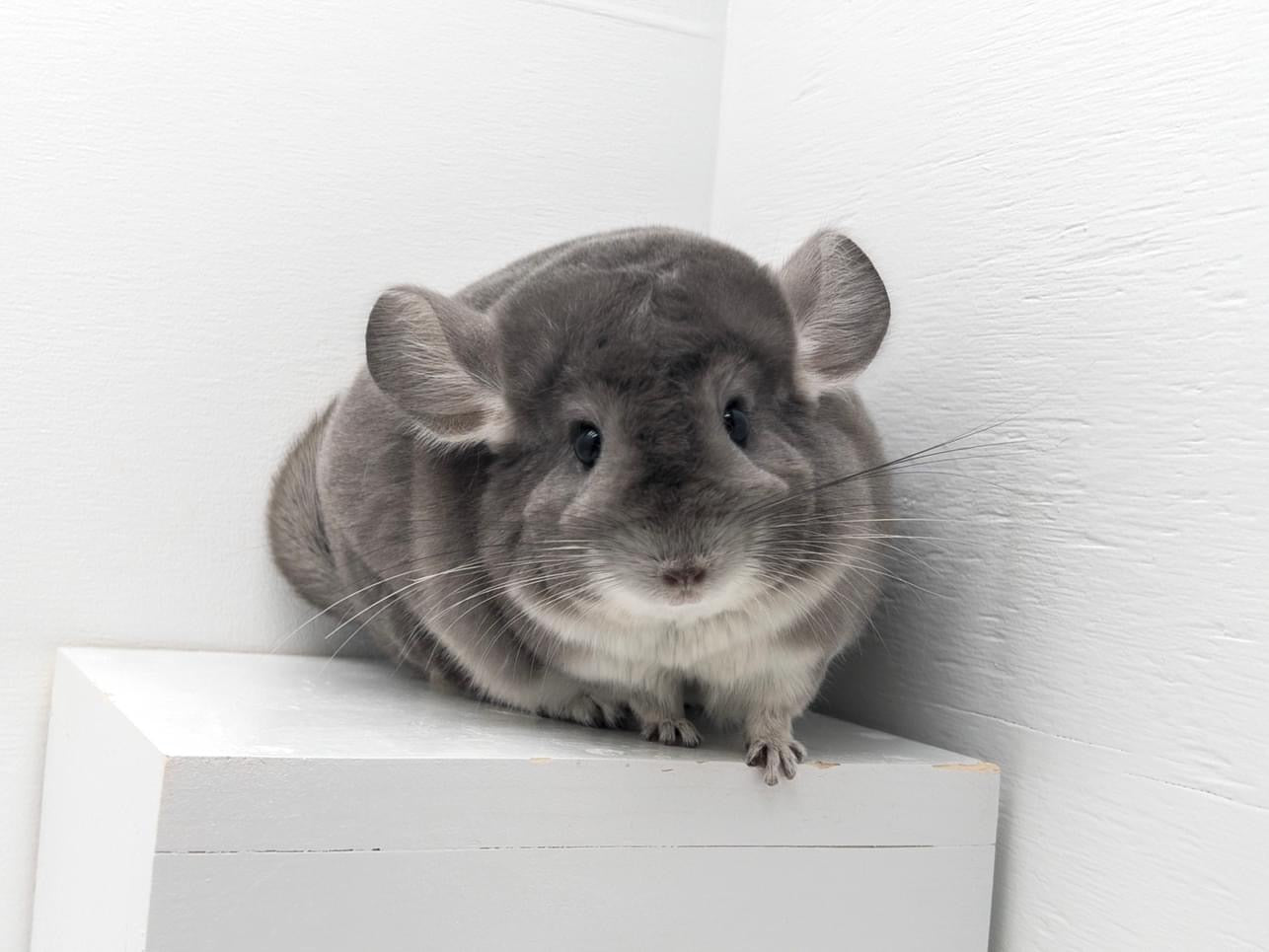 Chinchillas: P15 Violet female chinchilla for sale🥇 1st Place Ribbon - WA 2023 🥇