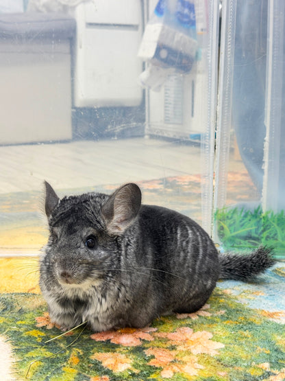Chinchillas: R21
🏆Res Class Champion🏆 Standard female chinchilla for sale