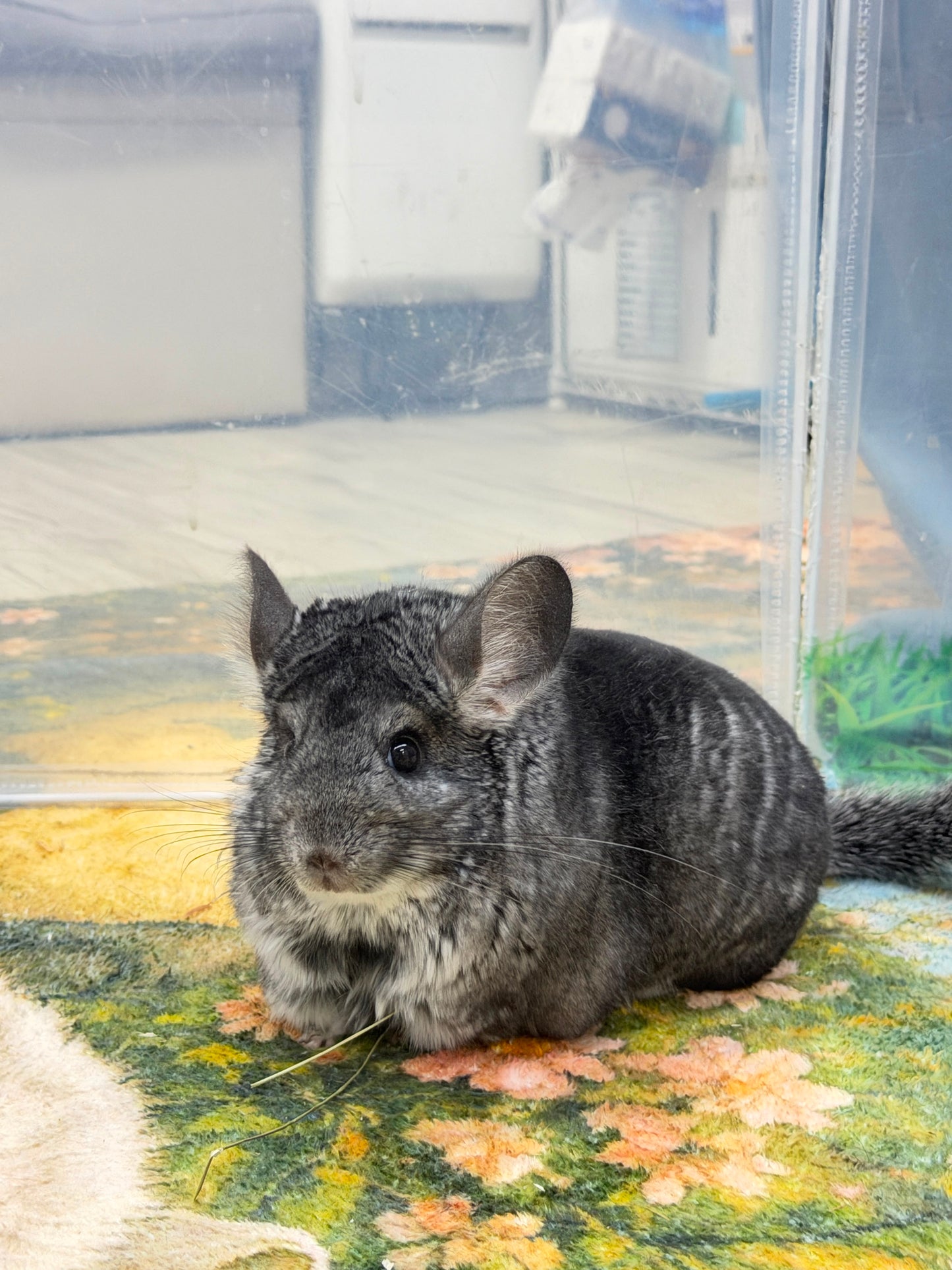 Chinchillas: R21
🏆Res Class Champion🏆 Standard female chinchilla for sale